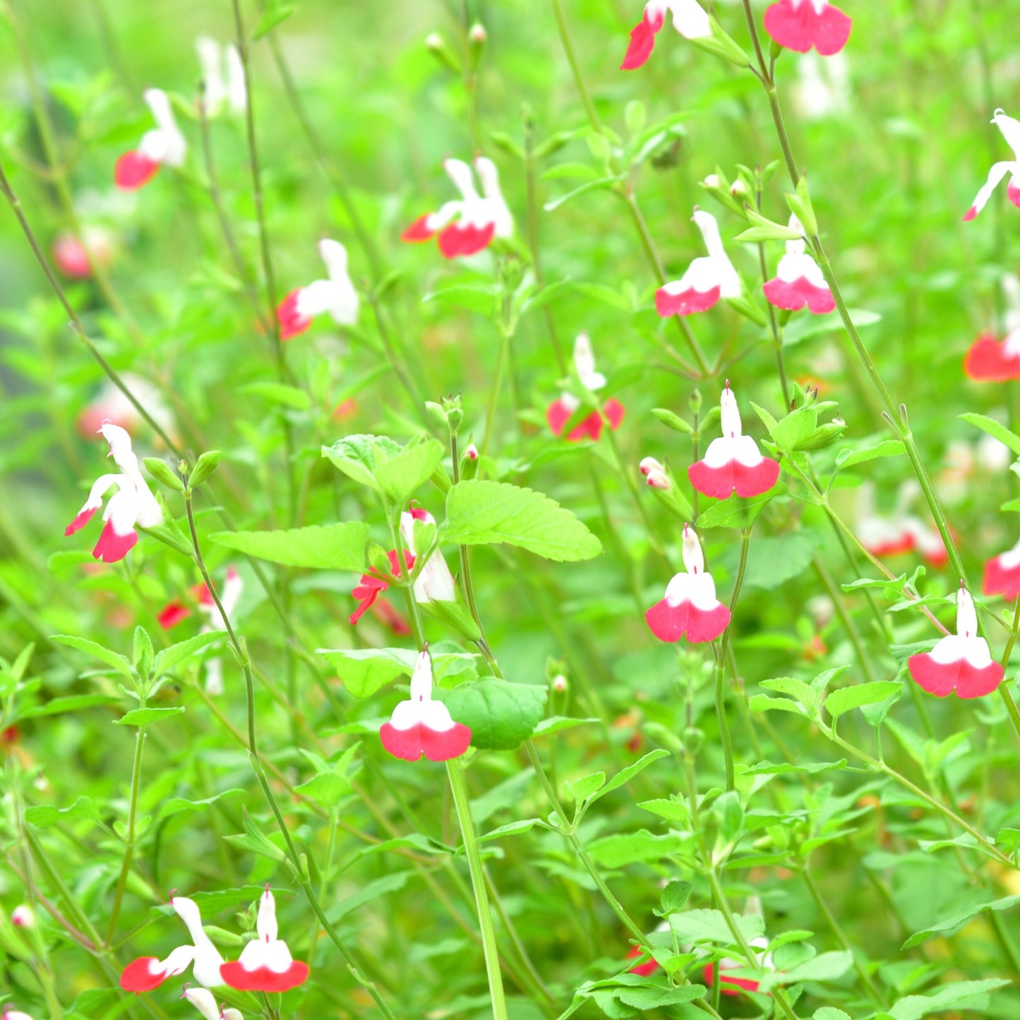 D0008 Cherry sage pattern