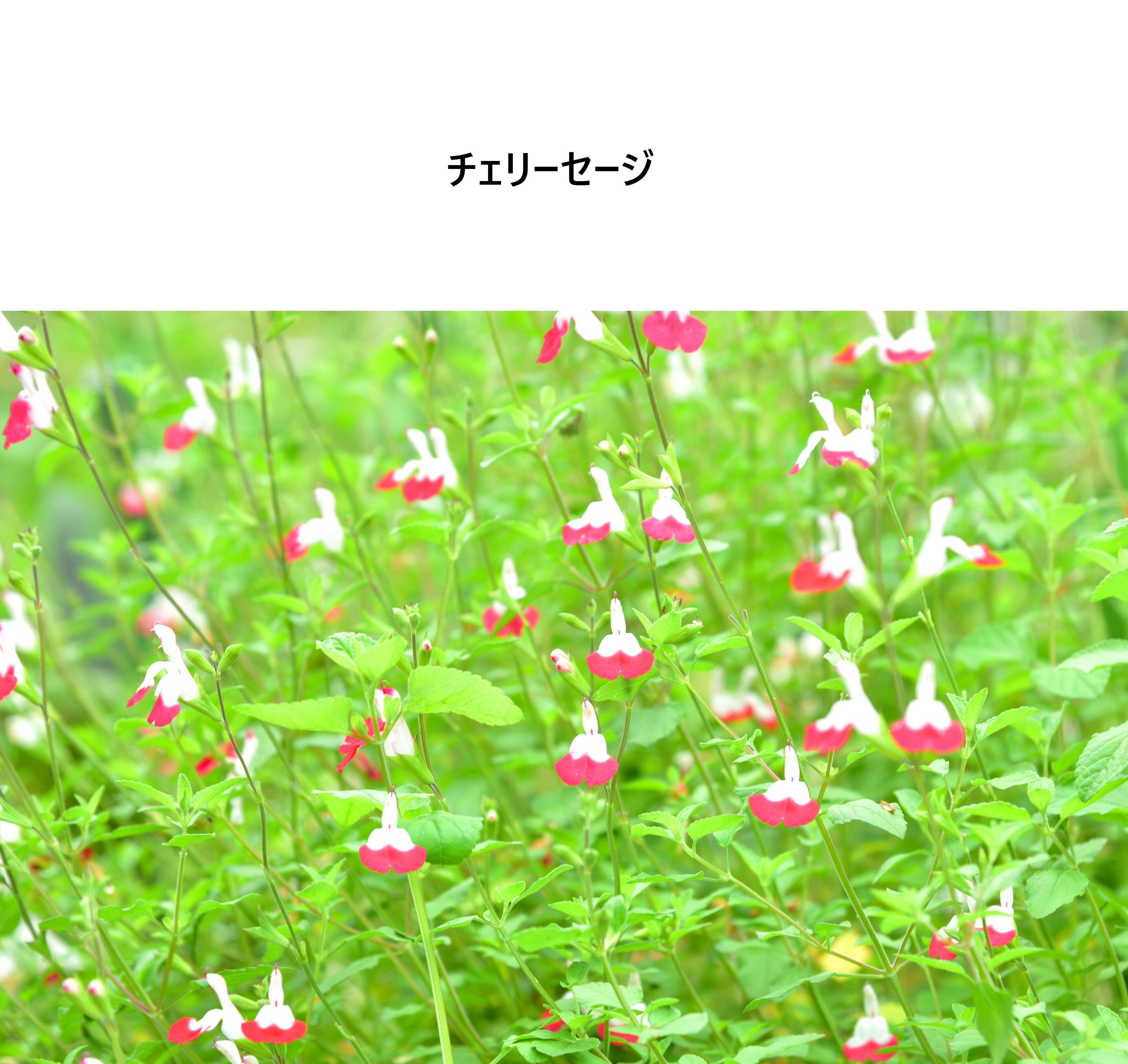 Michelle Machoto] ミッシェルマコット チェリーセージ柄 ロング
